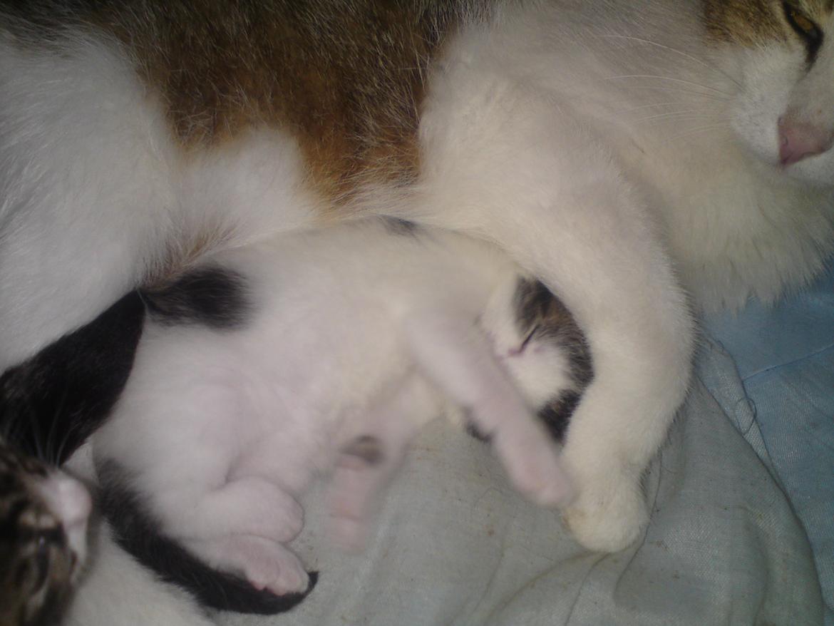 Huskat Leopold - 5-6-12. Hygge med mor billede 10