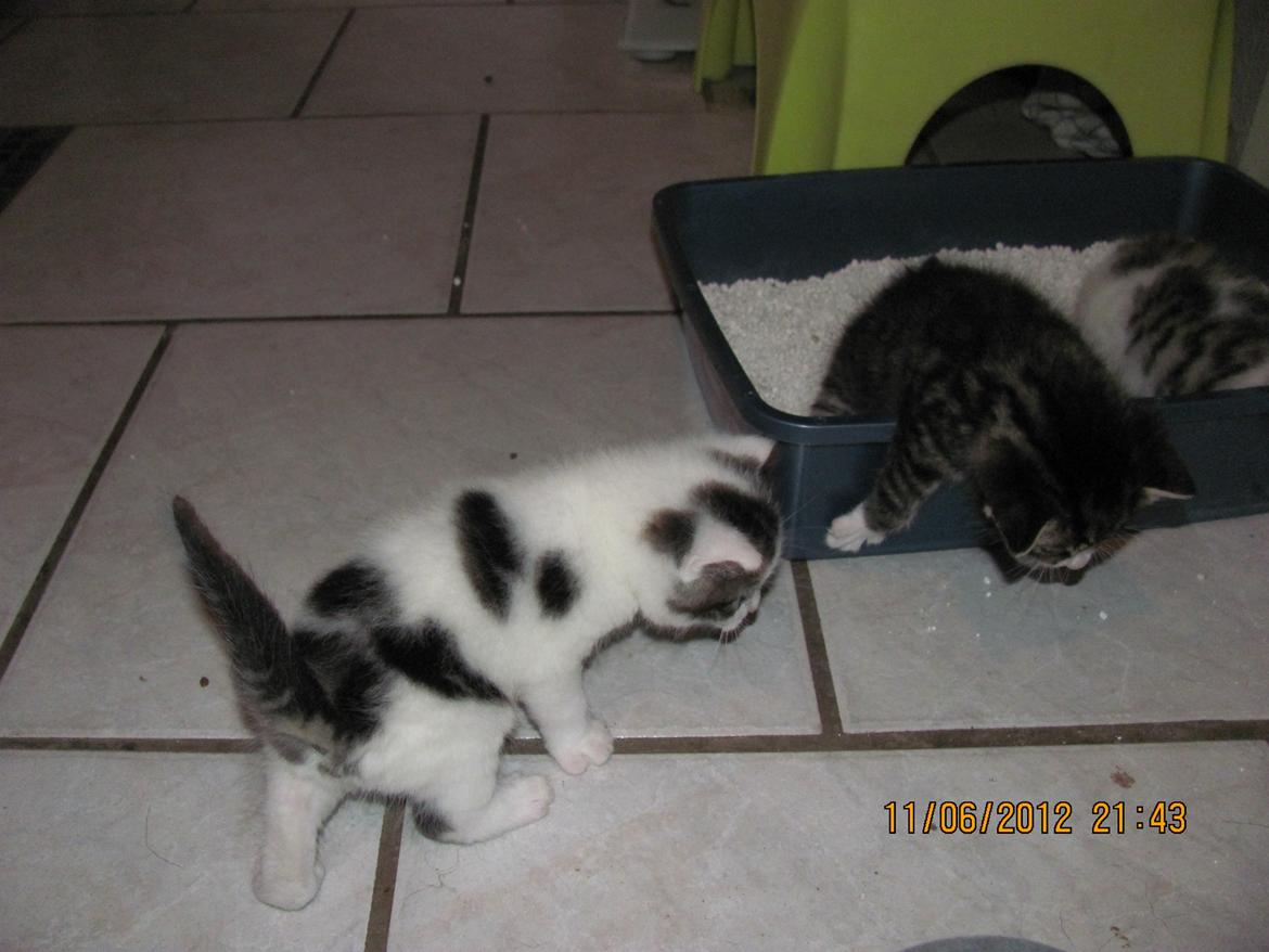 Huskat Leopold billede 11