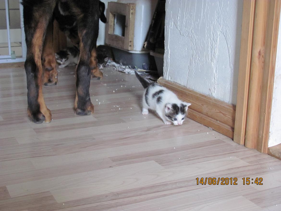 Huskat Leopold billede 1