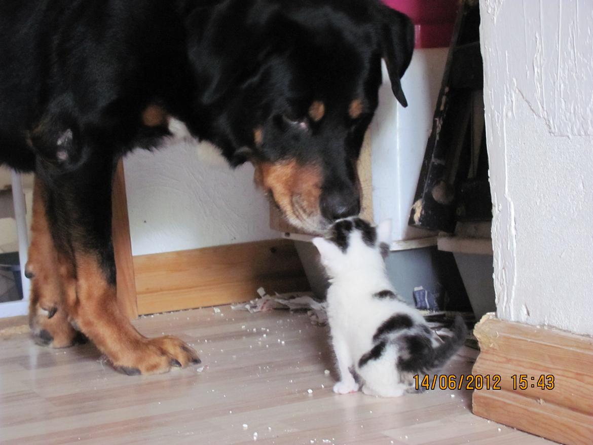 Huskat Leopold - Hilser på den store hund for förste gang billede 12