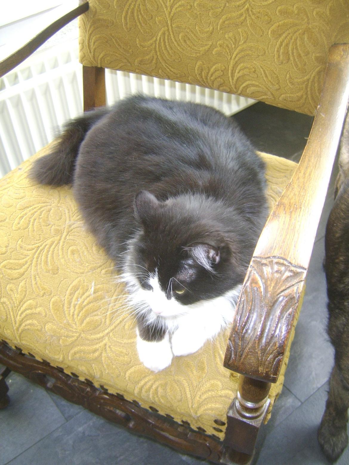 Blanding af racer Baby billede 11