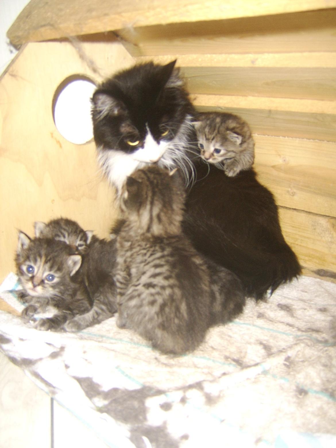 Blanding af racer Baby billede 12