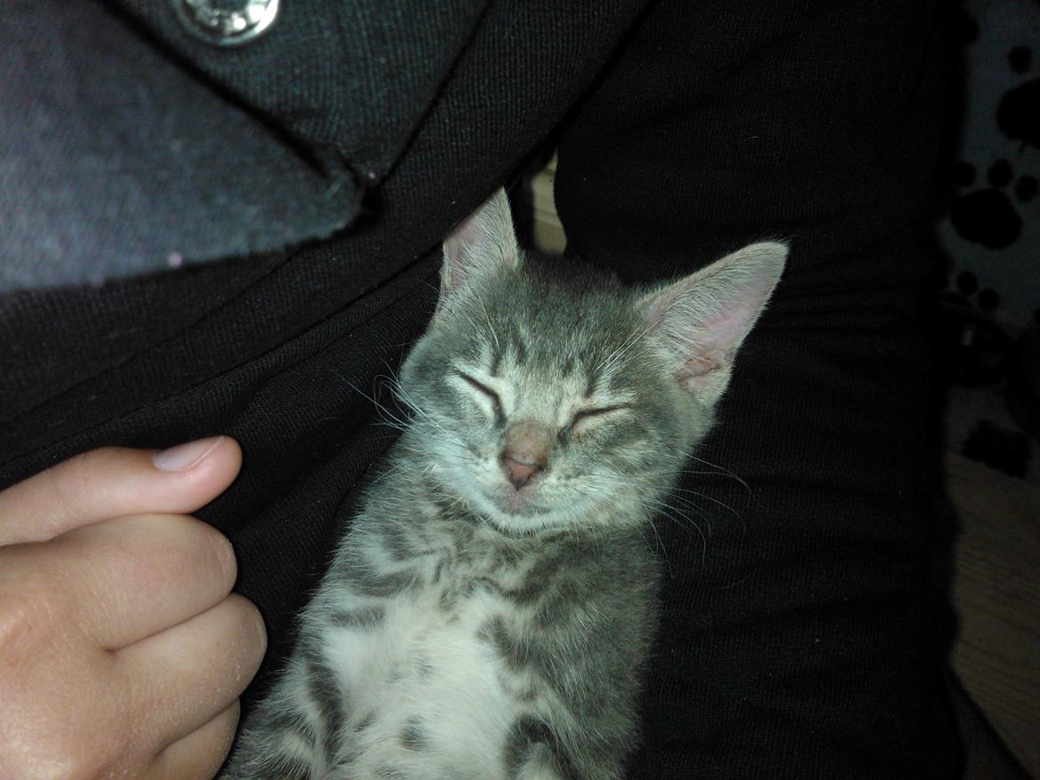 Huskat Milo billede 1