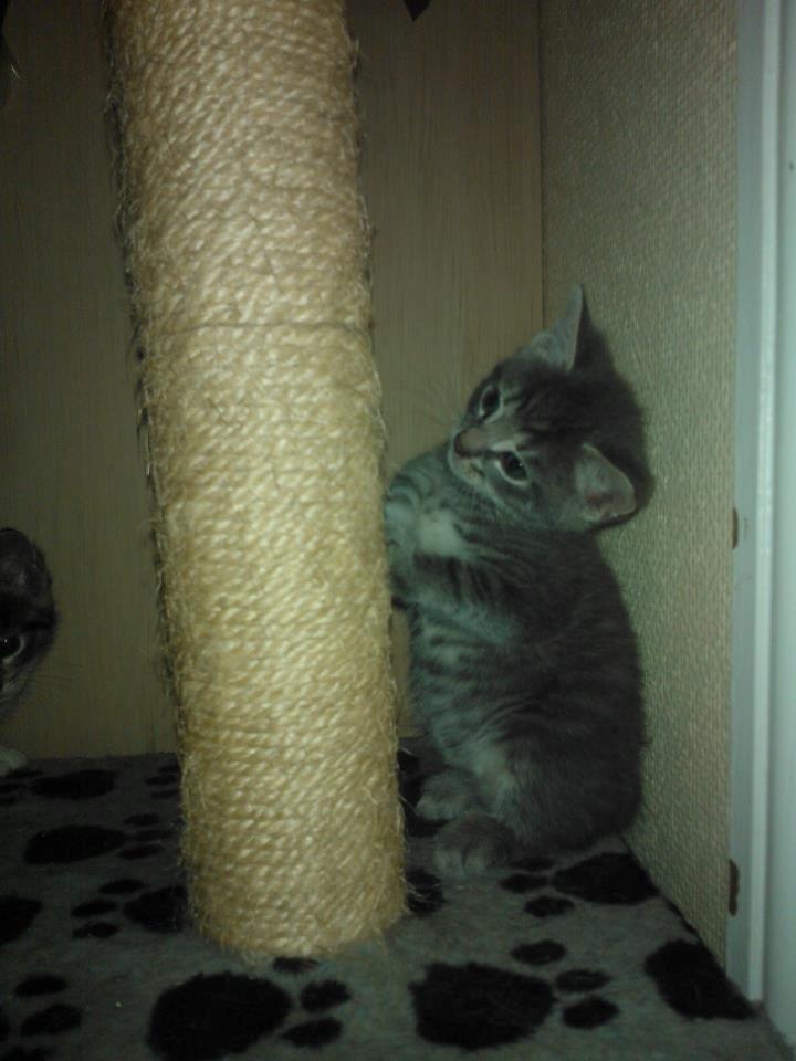 Huskat Milo billede 2