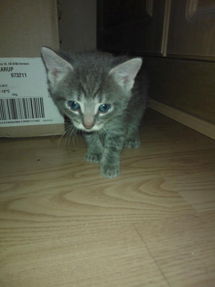 Huskat Milo billede 3