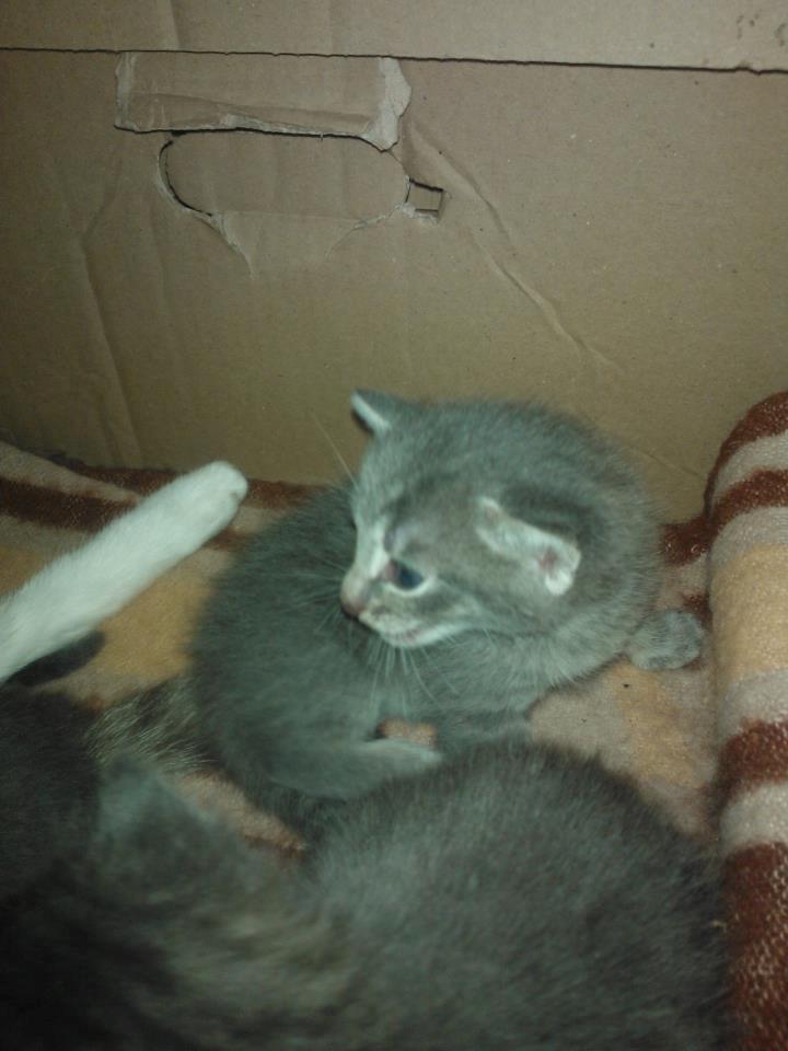 Huskat Milo billede 4