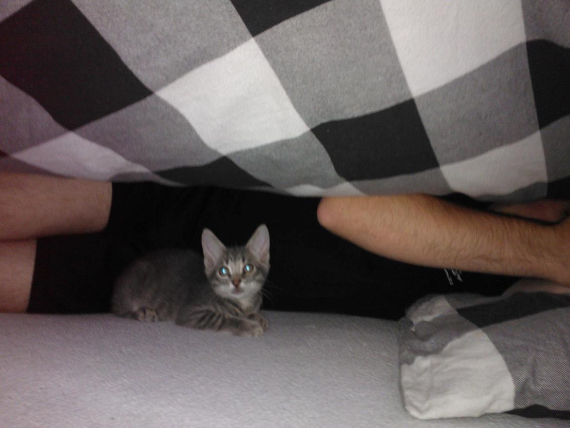 Huskat Milo billede 5