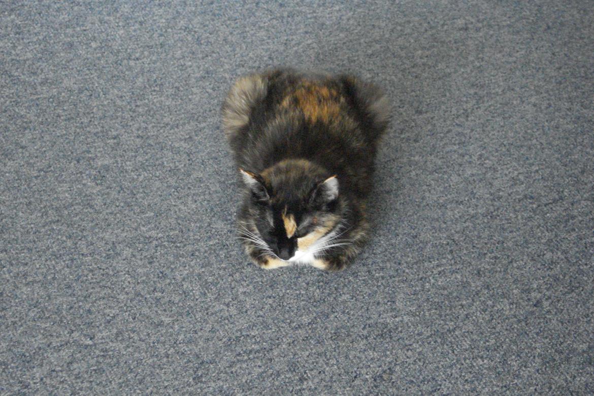 Huskat Molly billede 6