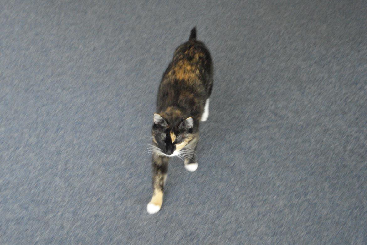 Huskat Molly billede 7