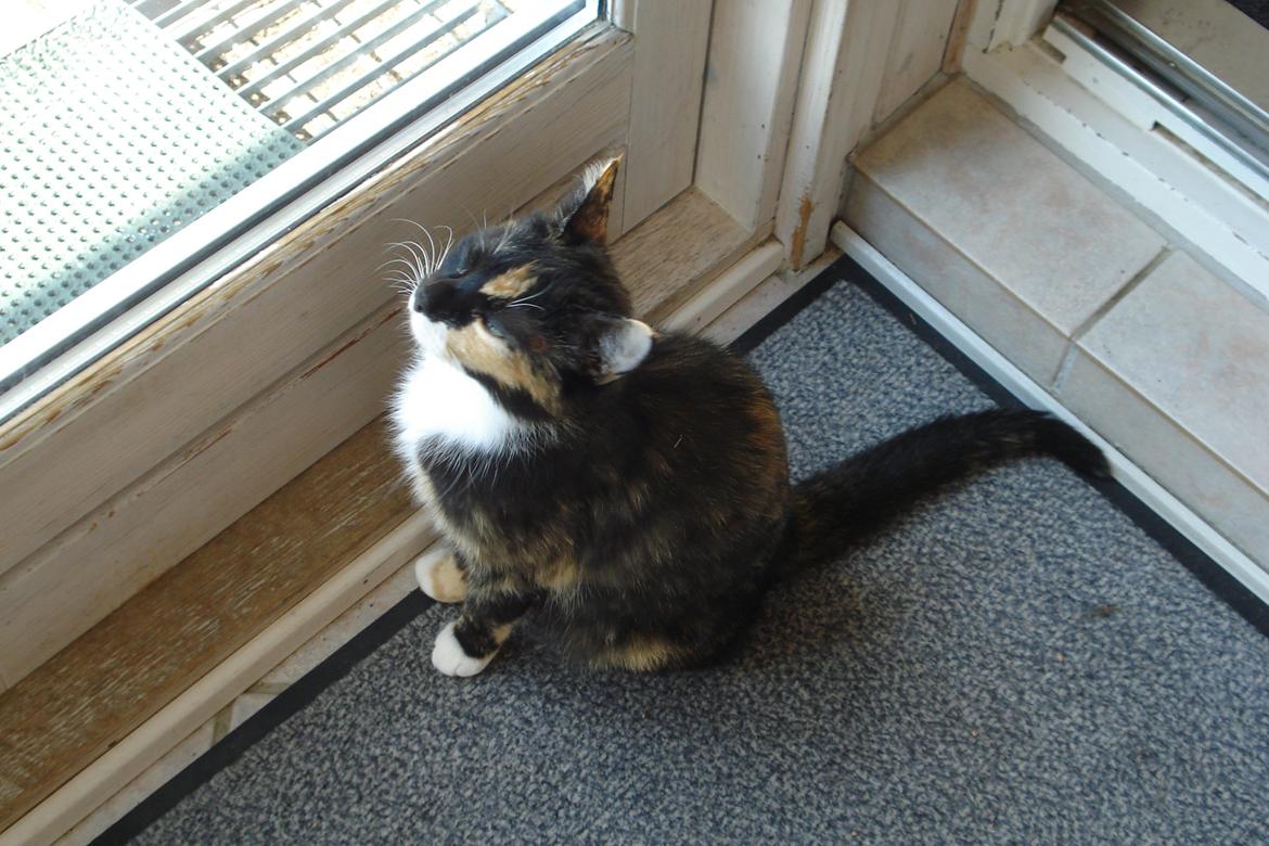 Huskat Molly billede 8