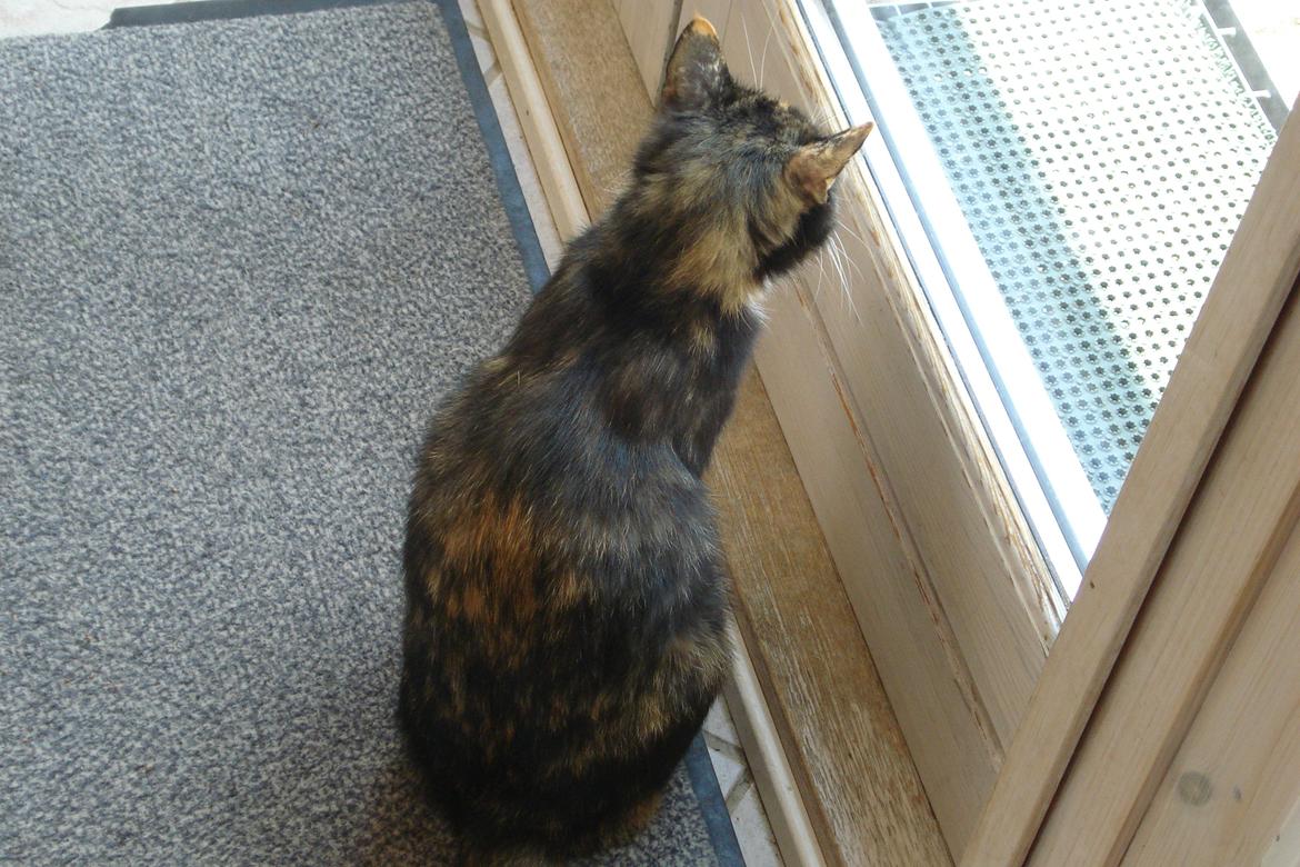 Huskat Molly billede 9