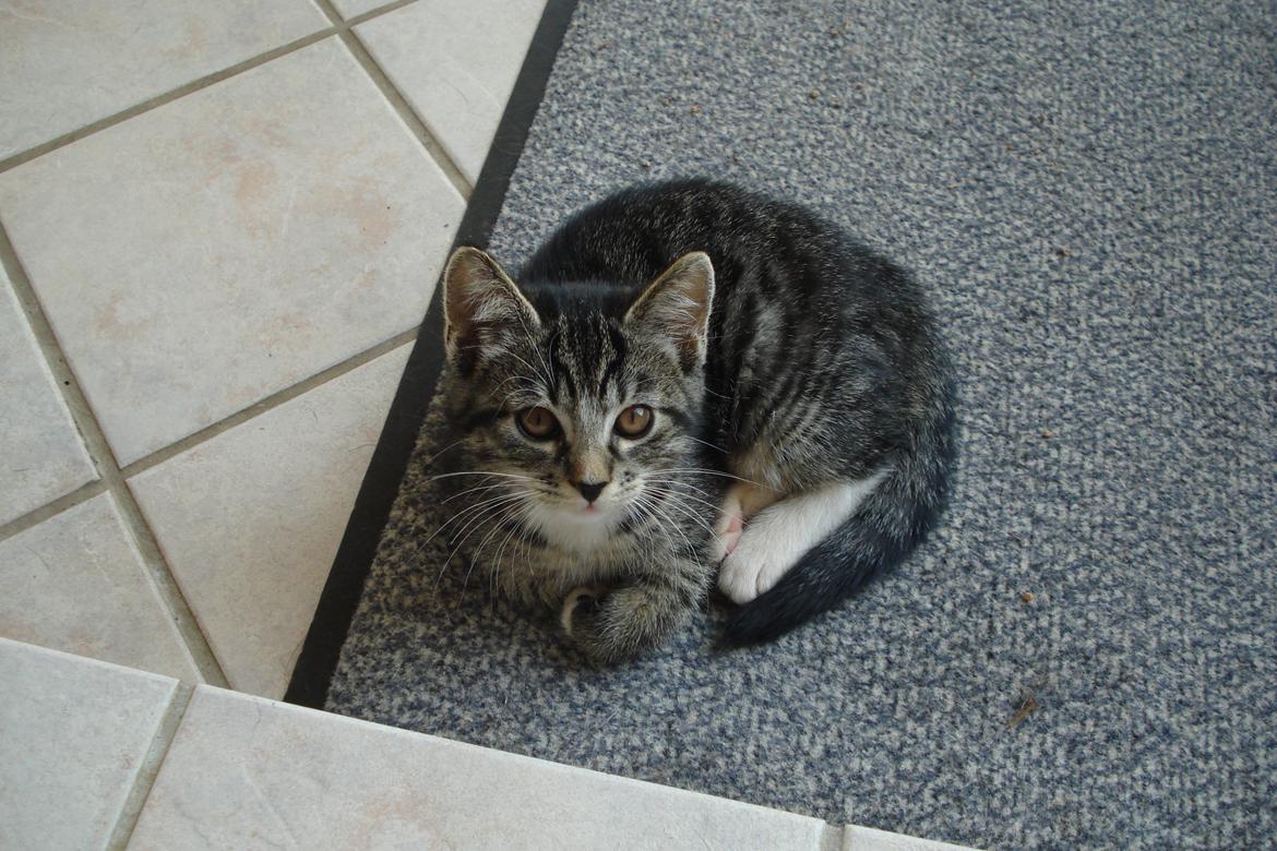 Huskat Cecilie billede 4