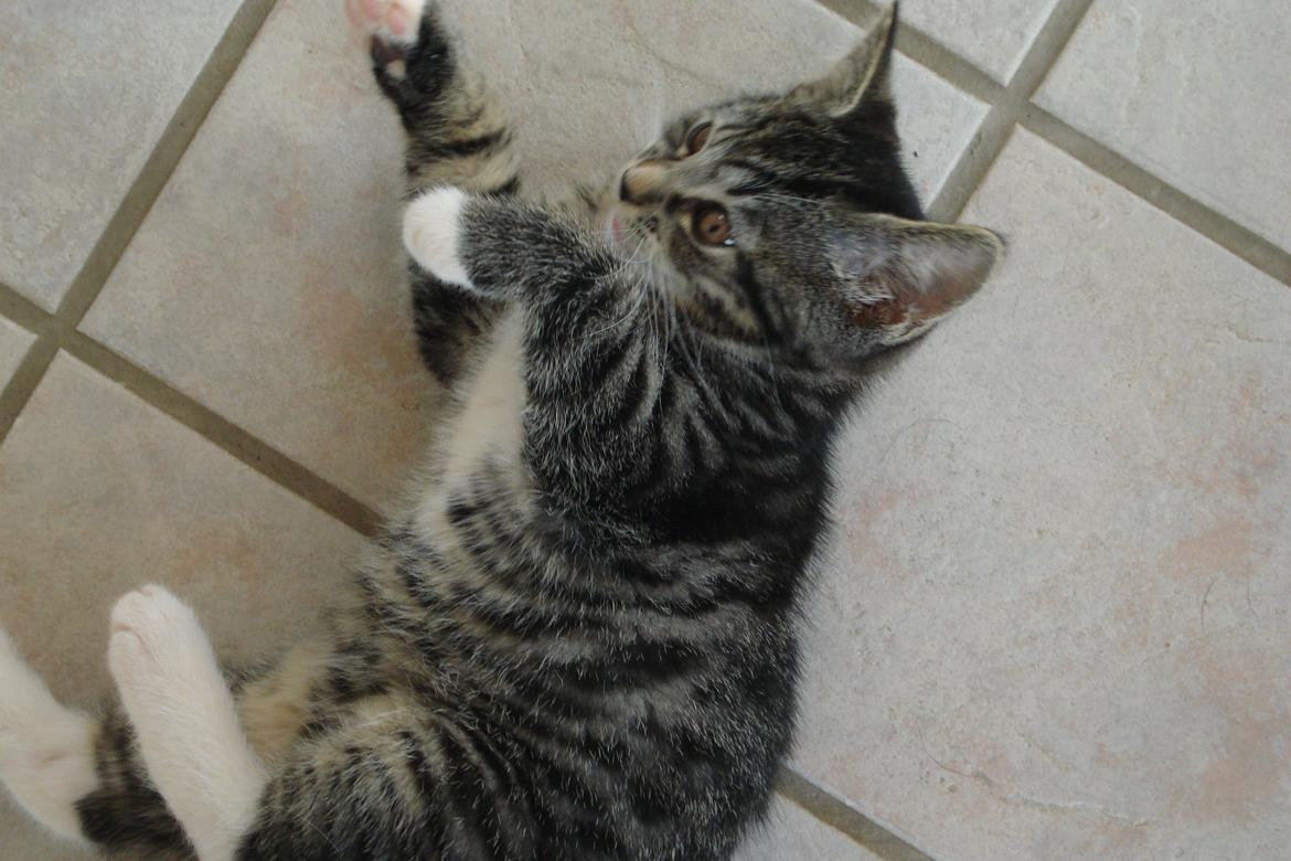 Huskat Cecilie billede 6