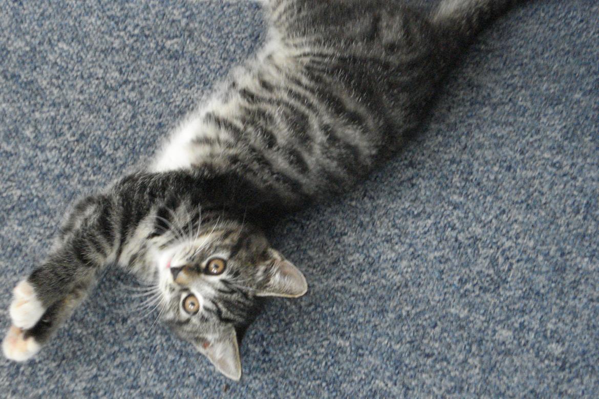 Huskat Cecilie billede 7