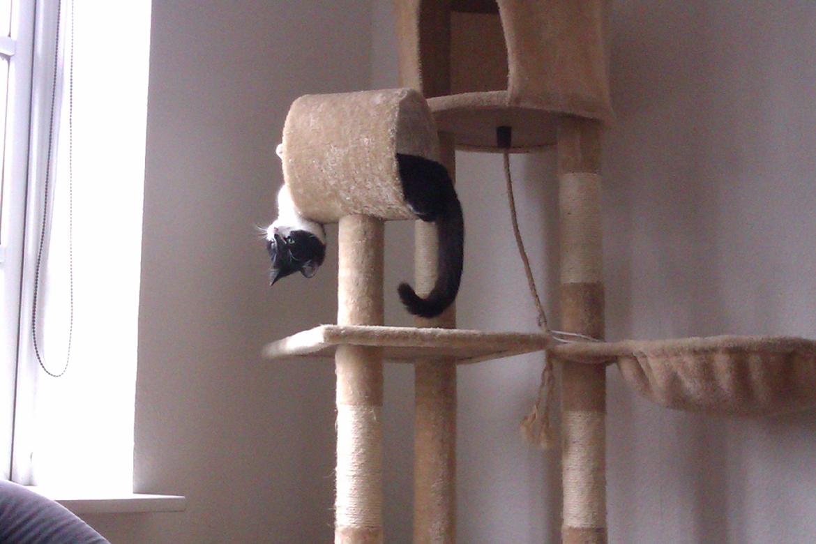 Blanding af racer Miska billede 6