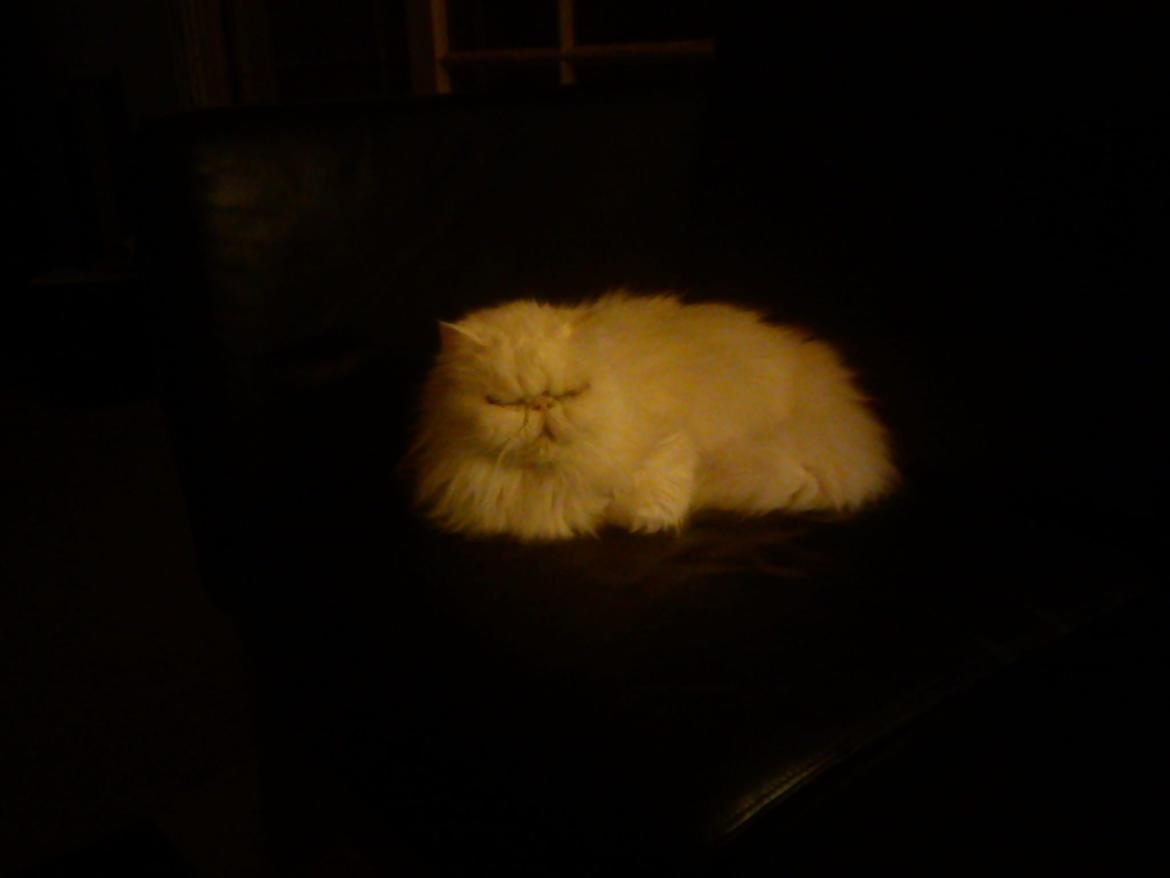 Perser Bonna´s Snow Jason † R.I.P. 2011 billede 7