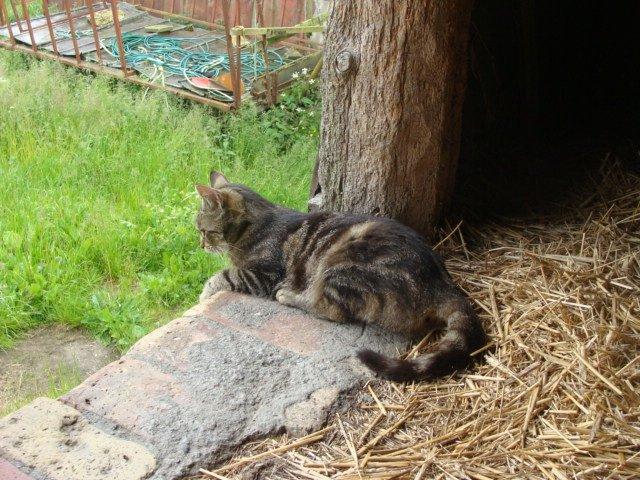 Huskat Star billede 14