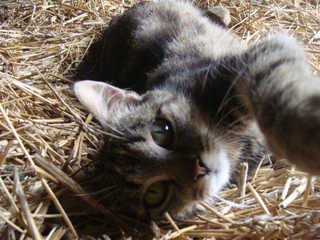 Huskat Star billede 15