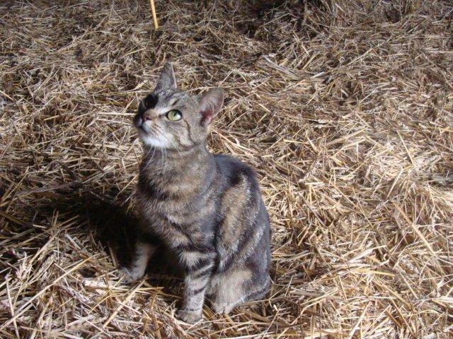 Huskat Star billede 16