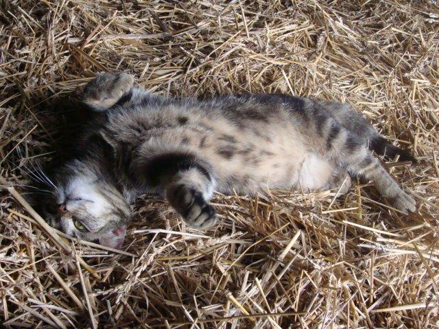 Huskat Star billede 17