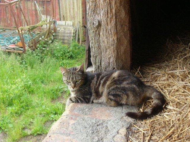 Huskat Star billede 1