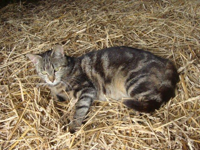 Huskat Star billede 18