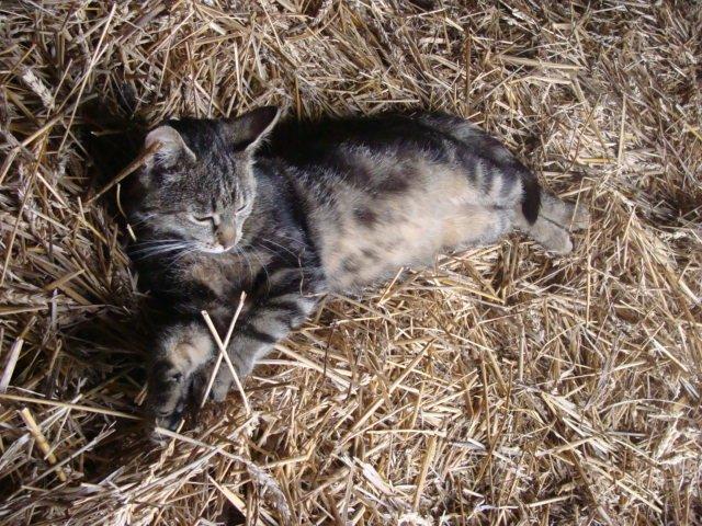 Huskat Star billede 19