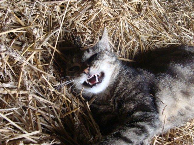 Huskat Star billede 20