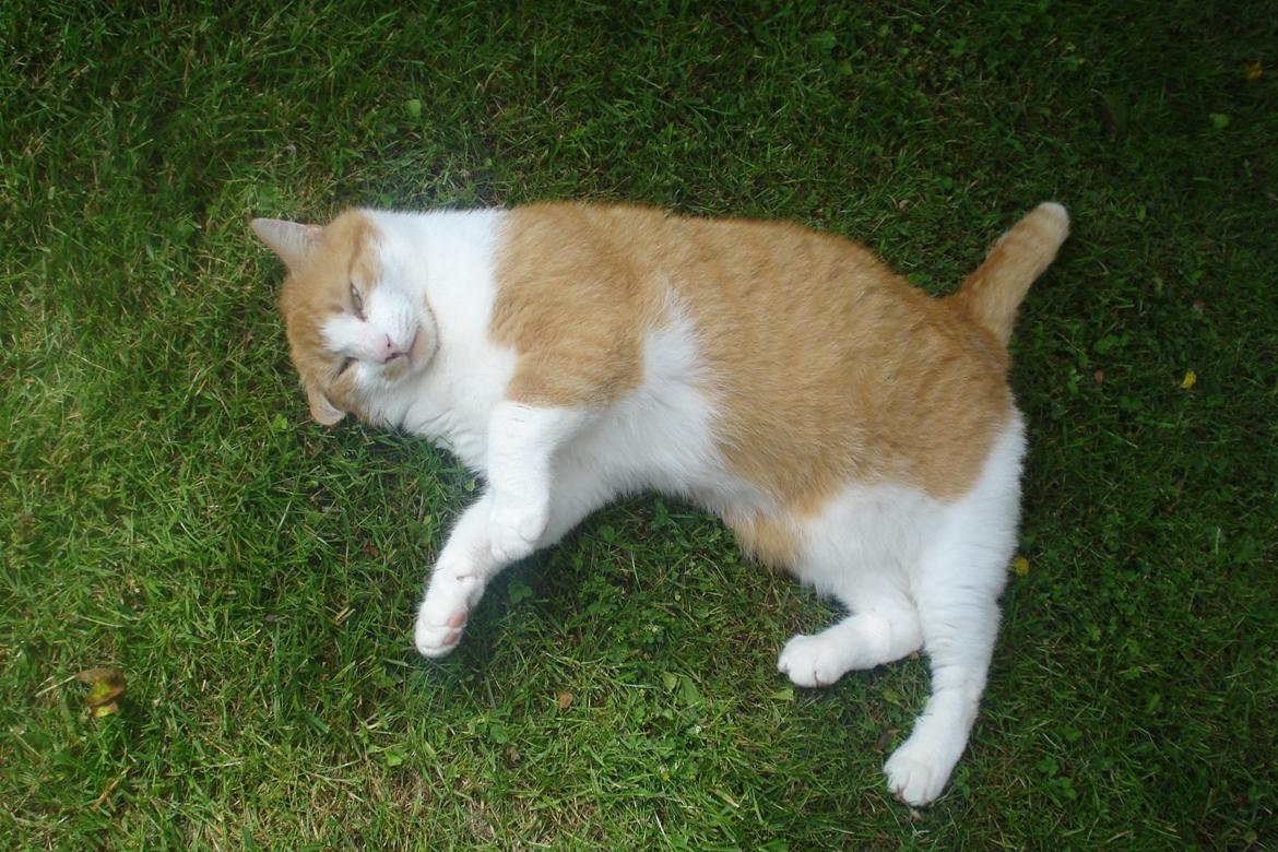 Huskat Mickey billede 2