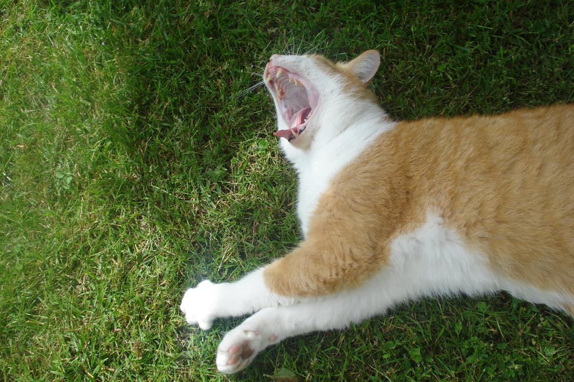 Huskat Mickey billede 3