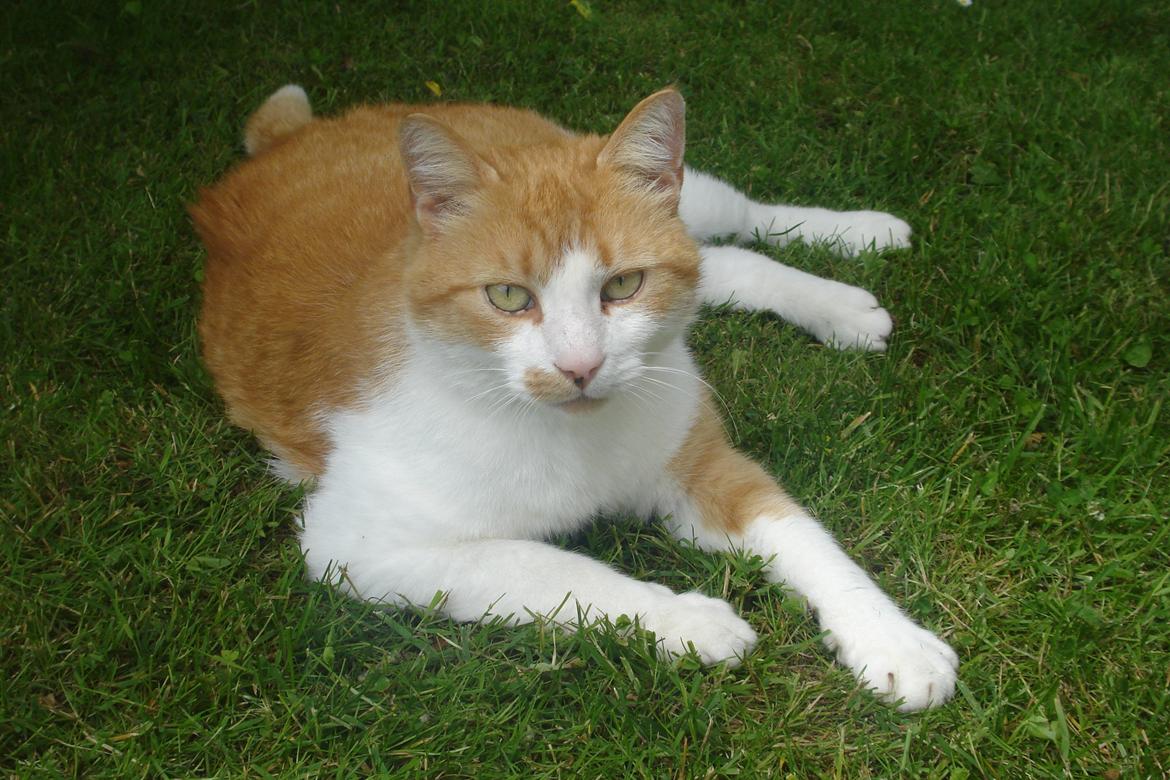 Huskat Mickey billede 4