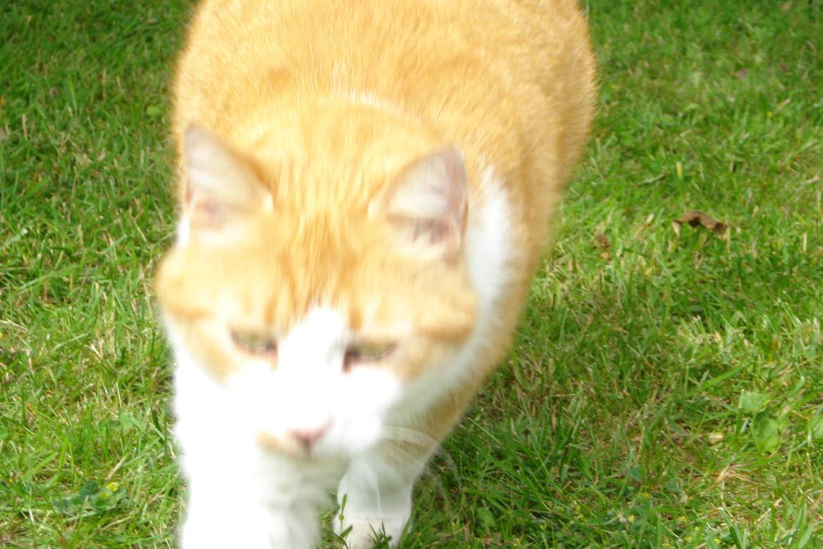 Huskat Mickey billede 5