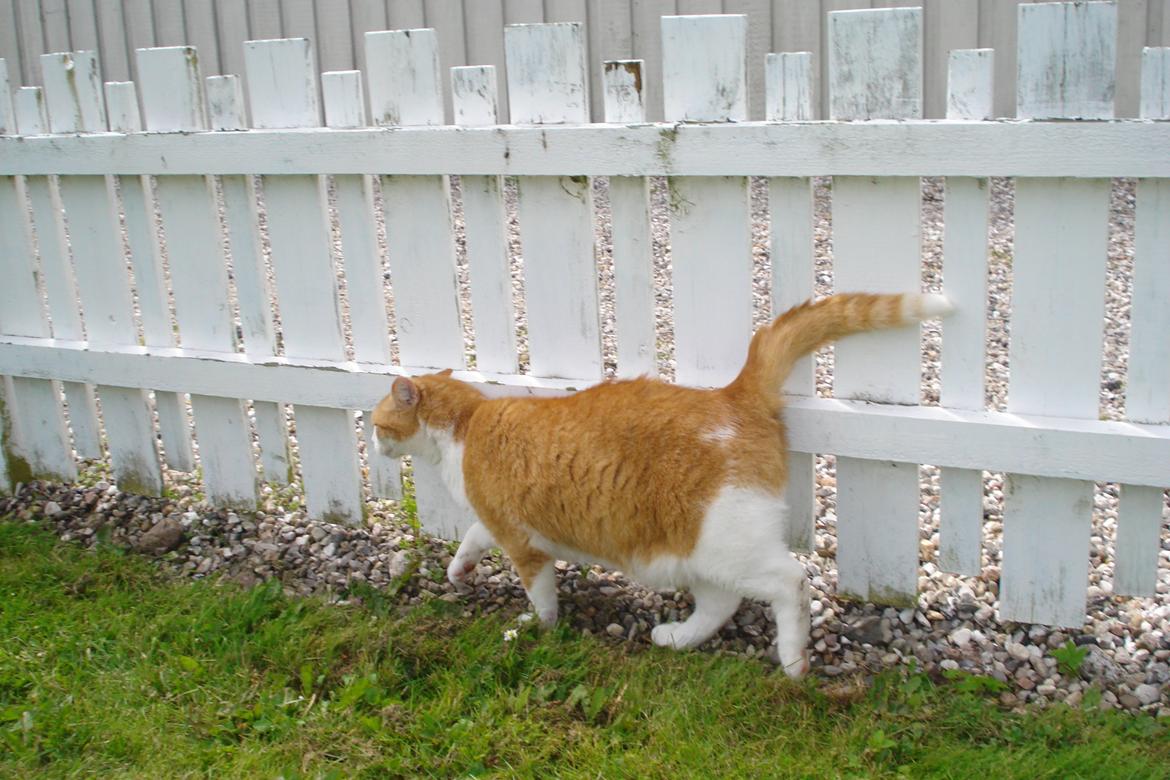 Huskat Mickey billede 6