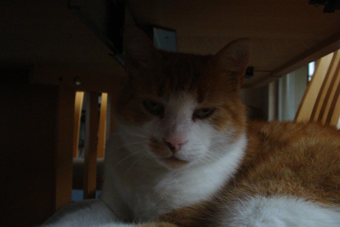 Huskat Mickey billede 7