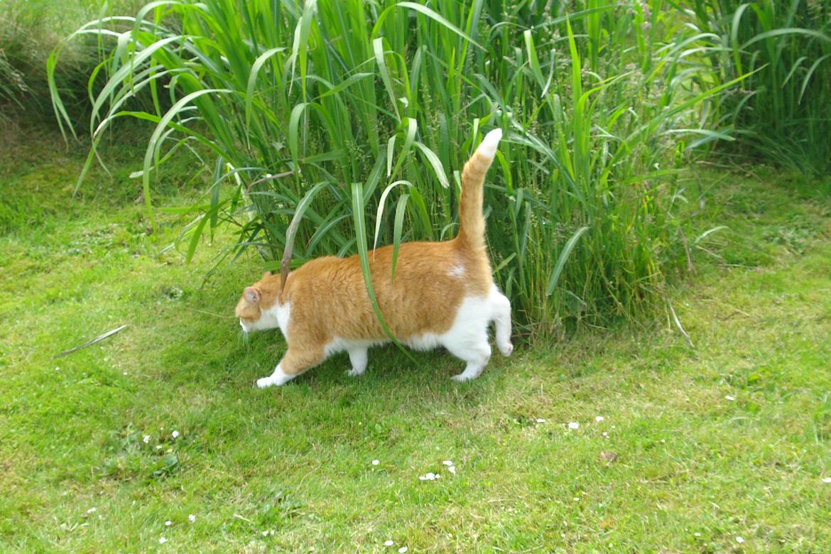 Huskat Mickey billede 8