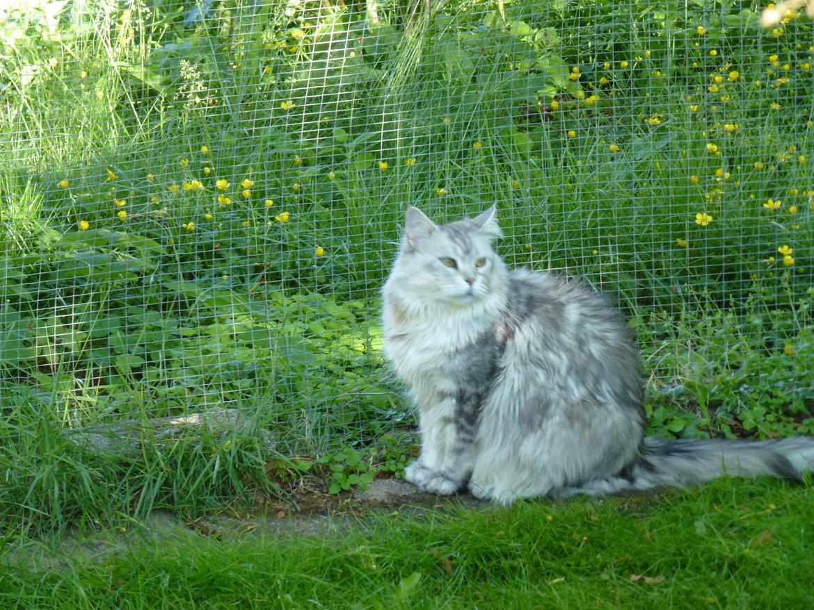 Maine Coon DK Agerskov's Bailey (Malou) billede 16