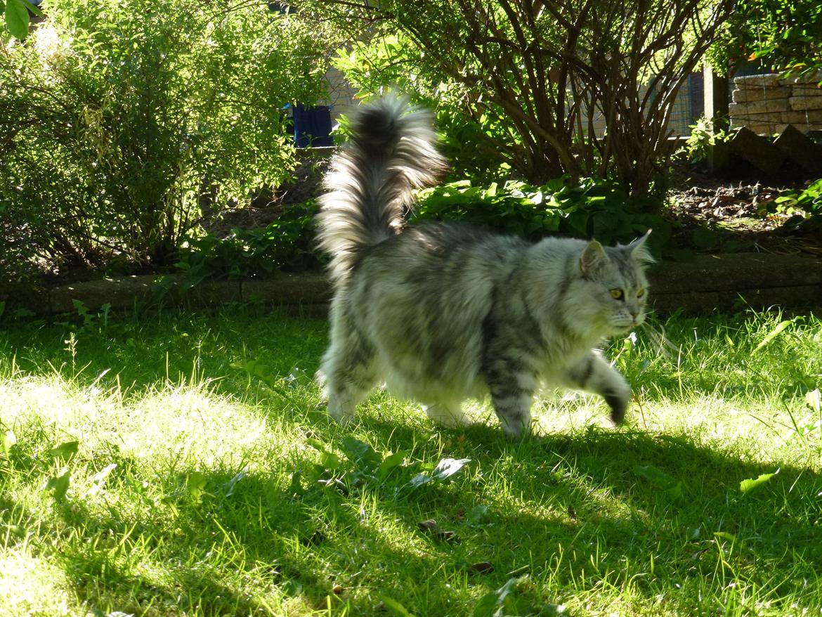 Maine Coon DK Agerskov's Bailey (Malou) billede 17