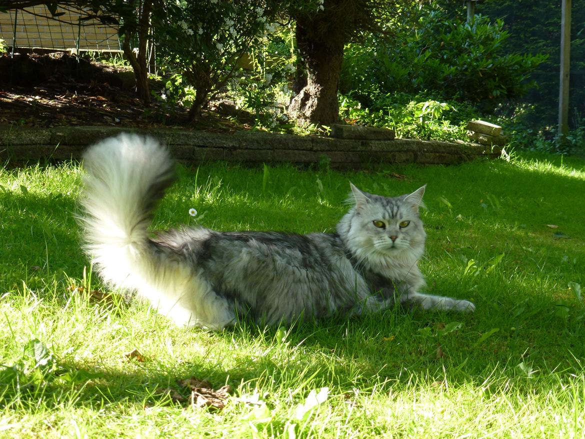 Maine Coon DK Agerskov's Bailey (Malou) billede 18