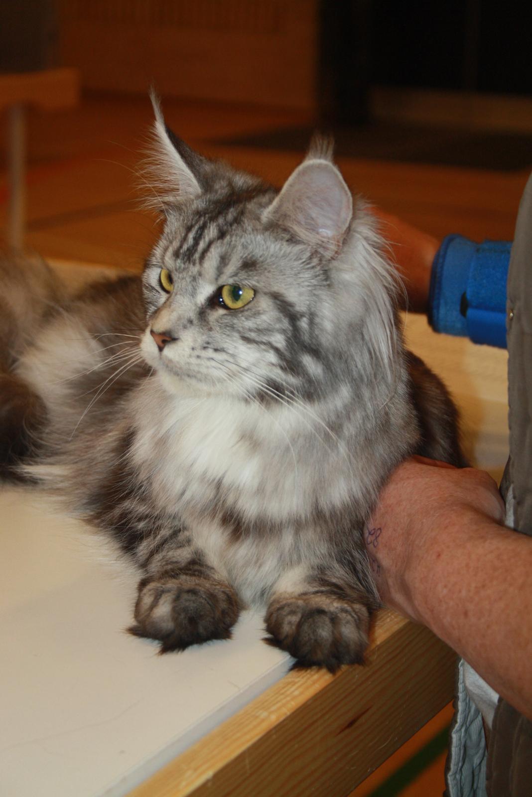 Maine Coon Sunways Madam Mim 7/8 billede 18