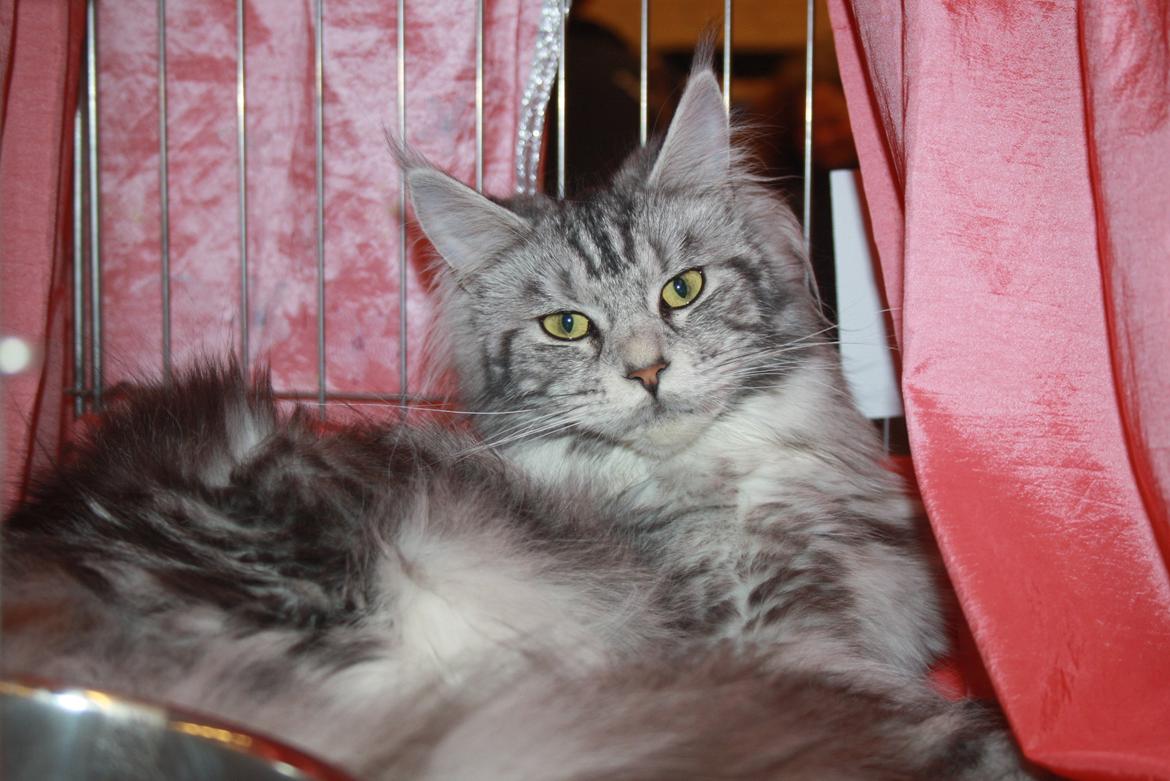 Maine Coon Sunways Madam Mim 7/8 billede 16
