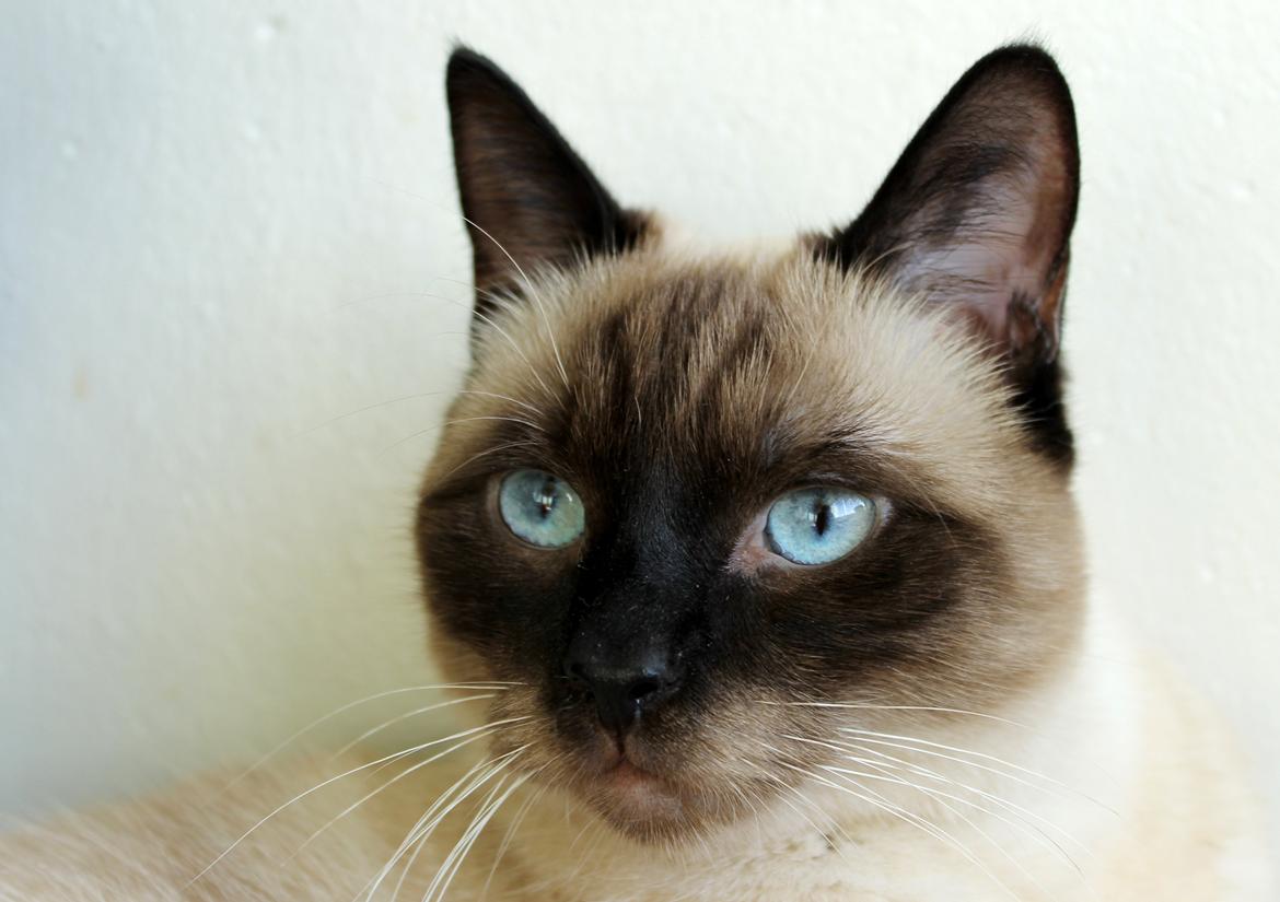 Blanding af racer Anton billede 1