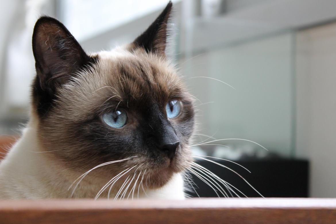 Blanding af racer Anton billede 2