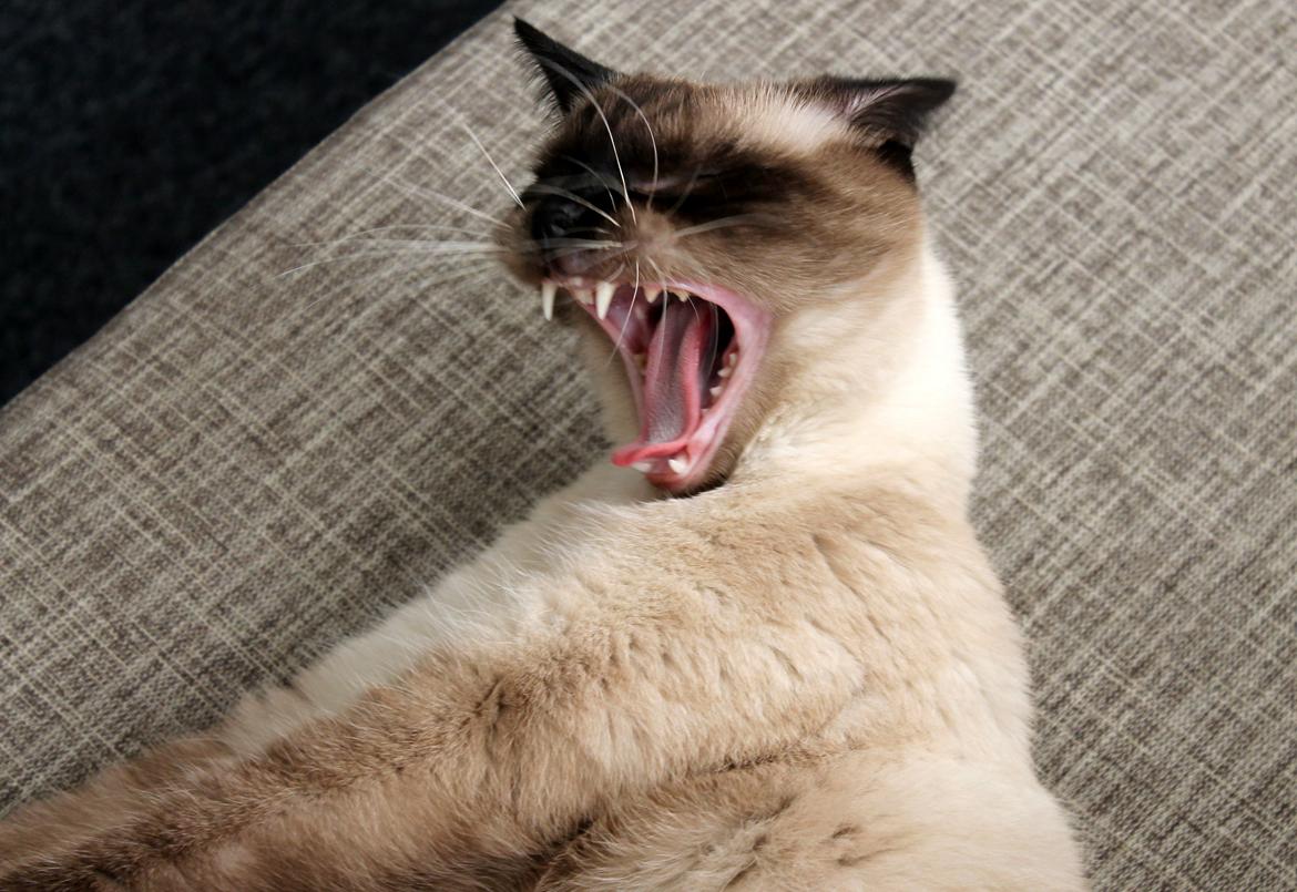 Blanding af racer Anton billede 3