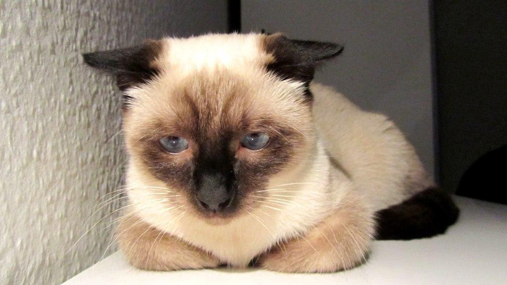 Blanding af racer Anton billede 4