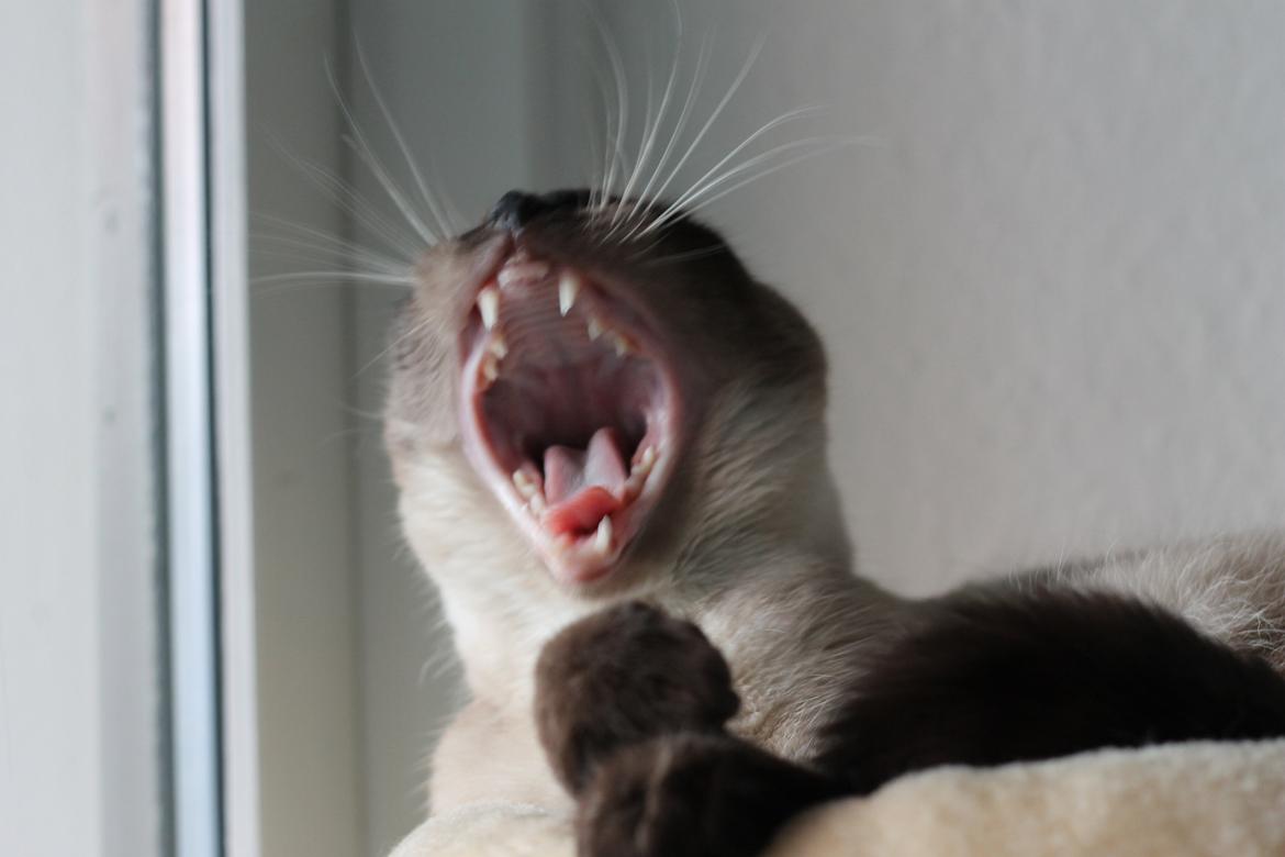 Blanding af racer Anton billede 5