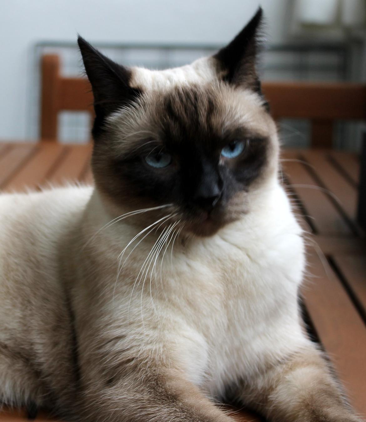 Blanding af racer Anton billede 6