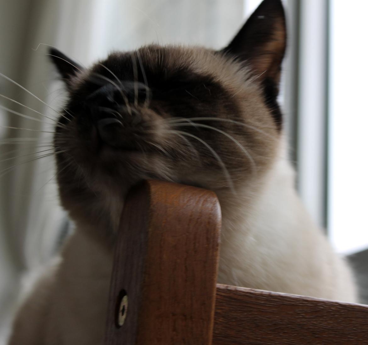 Blanding af racer Anton billede 7