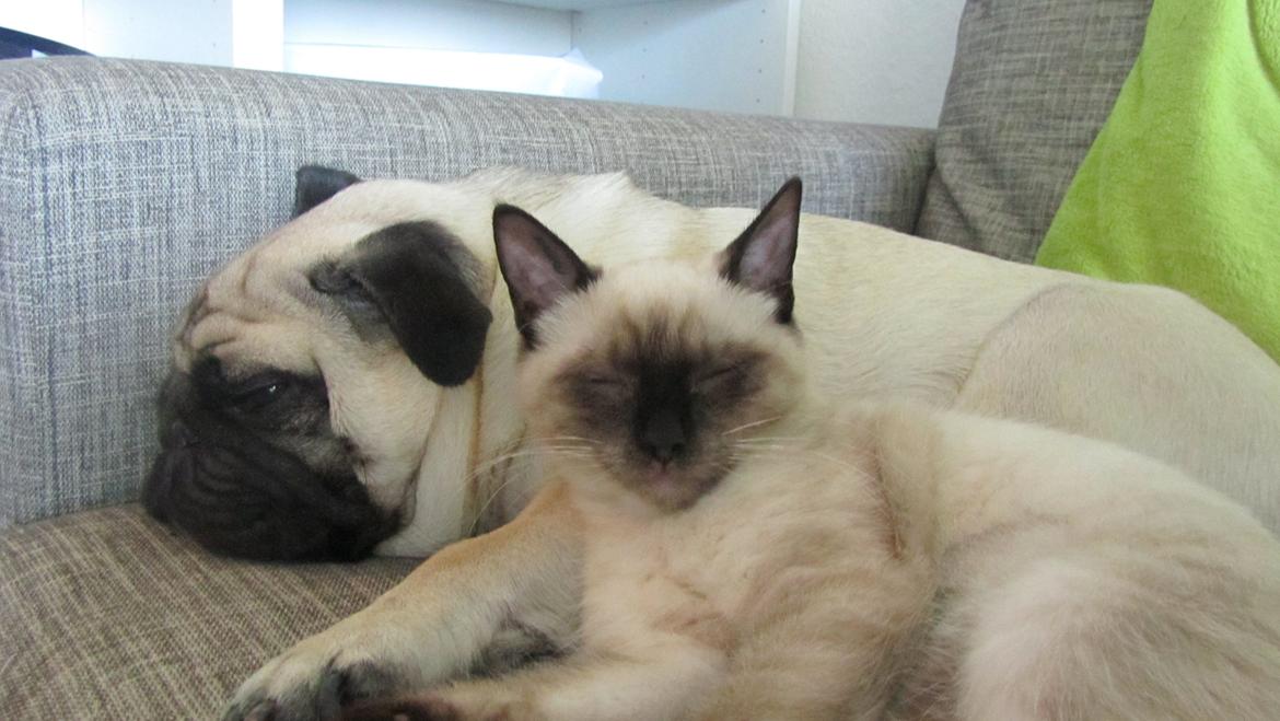 Blanding af racer Anton billede 8