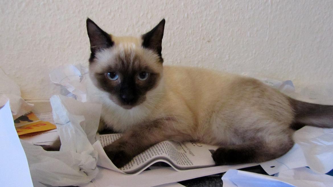 Blanding af racer Anton billede 9