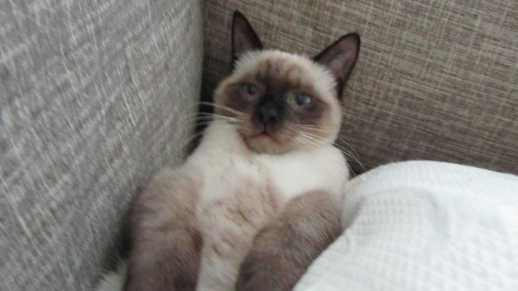 Blanding af racer Anton billede 10